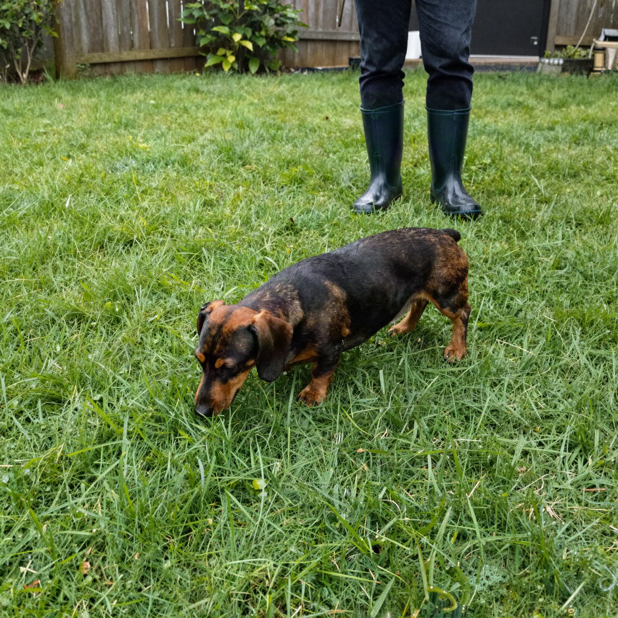 Dachshund going potty outside on a cloudy day